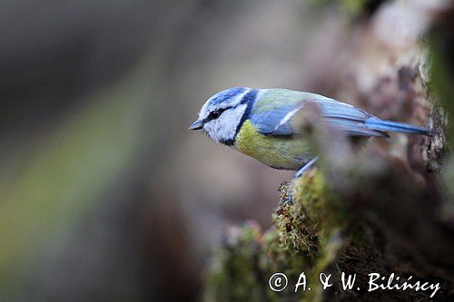 Modraszka.Cyanistes caeruleus, Blue tit fot. A&W Bilińscy