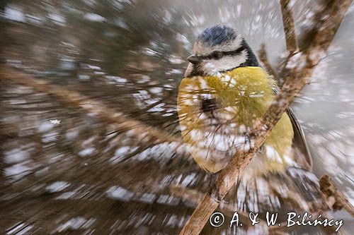 Modraszka, sikora modra, Cyanistes caeruleus, Parus caeruleus, impresja