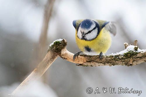 Modraszka, sikora modra, Cyanistes caeruleus, Parus caeruleus