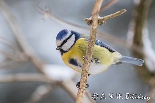 Modraszka, sikora modra, Cyanistes caeruleus, Parus caeruleus