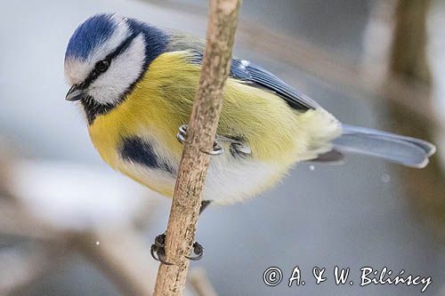 Modraszka, sikora modra, Cyanistes caeruleus, Parus caeruleus