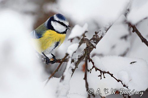 Modraszka, sikora modra, Cyanistes caeruleus, Parus caeruleus