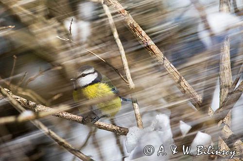 Modraszka, sikora modra, Cyanistes caeruleus, Parus caeruleus, impresja