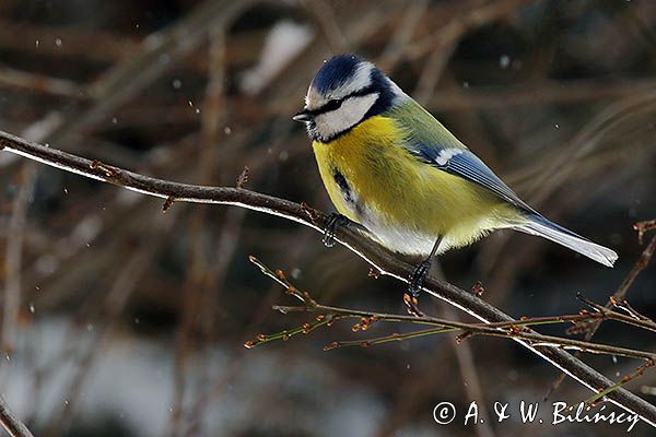 Modraszka, sikora modra, Cyanistes caeruleus, Parus caeruleus