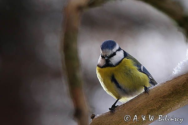 Modraszka, sikora modra, Cyanistes caeruleus, Parus caeruleus