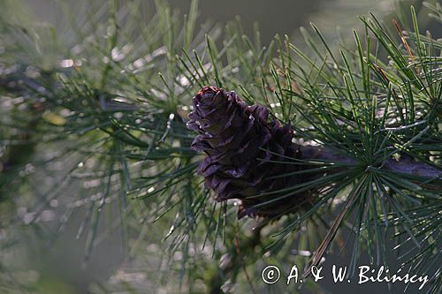 modrzew europejski, szyszka, Larix decidua