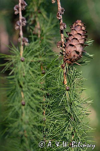 modrzew europejski, szyszka, Larix decidua
