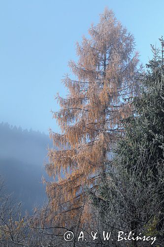 modrzew Larix decidua