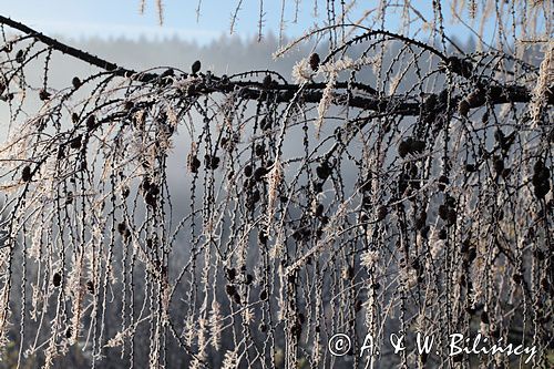 modrzew Larix decidua