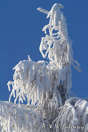 modrzew Larix decidua