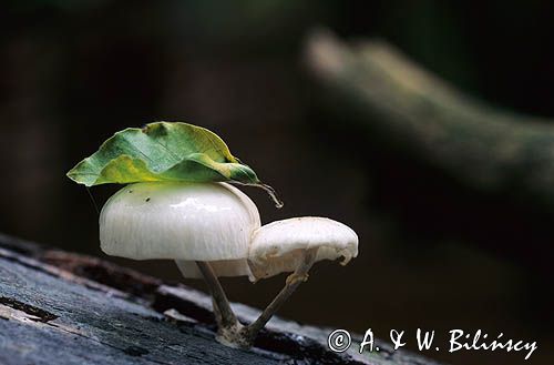 grzyb monetka kleista, Oudemansiella mucida