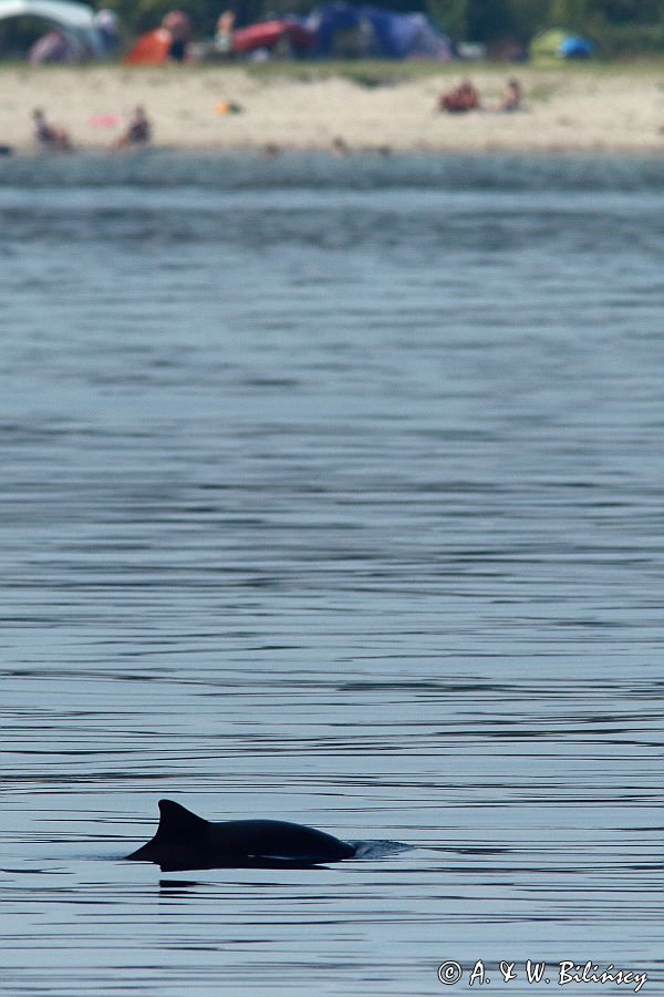 Morświn, Phocoena phocoena, przy wyspie Tuno, Kattegat