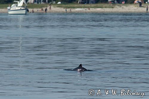 Morświn, Phocoena phocoena, przy wyspie Tuno, Kattegat