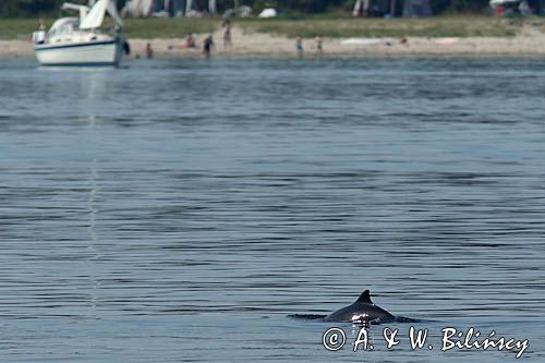 Morświn, Phocoena phocoena, przy wyspie Tuno, Kattegat