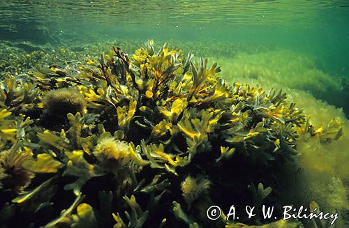 morszczyn pęcherzykowaty fucus vesiculosus podwodna łąka, Bałtyk