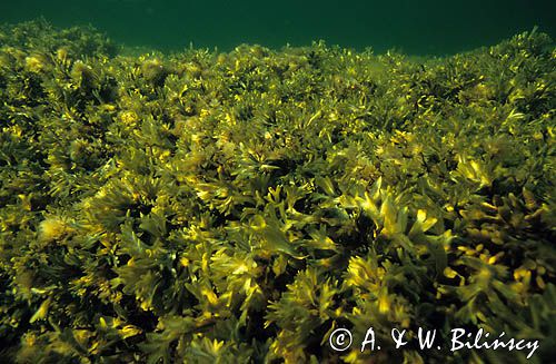 podwodna łąka brunatnic - morszczyn Fucus