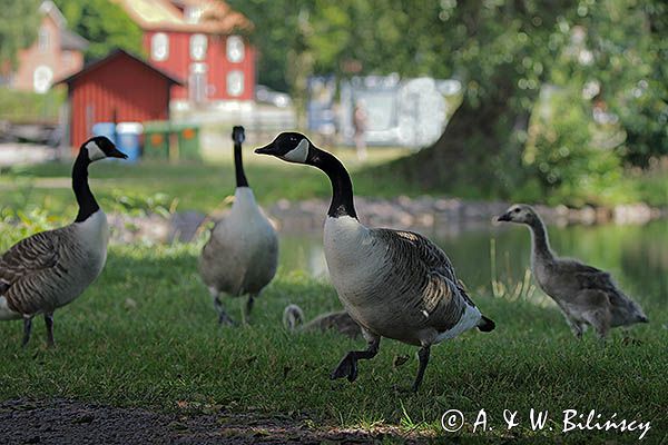 Bernikla kanadyjska, Branta canadensis