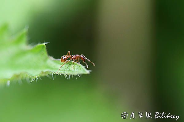 Mrówka, Wścieklica, Myrmica