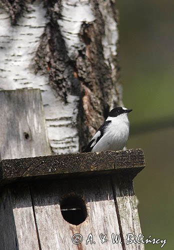 Muchołówka białoszyja, Ficedula albicollis, samiec