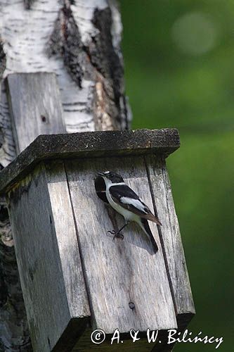 Muchołówka białoszyja, Ficedula albicollis, samiec przy budce