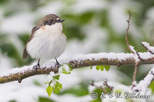 Muchołówka żałobna, Ficedula hypoleuca, European pied flycatcher, fot A&W Bilińscy bank zdjęć, fotografia przyrodnicza