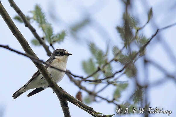 Muchołówka żałobna, Ficedula hypoleuca