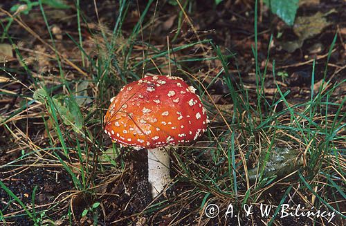 muchomor czerwony Amanita muscaria