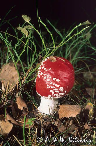 muchomor czerwony Amanita muscaria