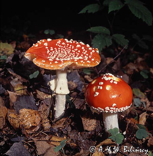 muchomor czerwony Amanita muscaria