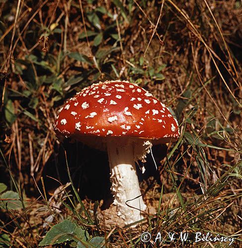 muchomor czerwony Amanita muscaria