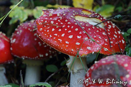 muchomor czerwony, Amanita muscaria