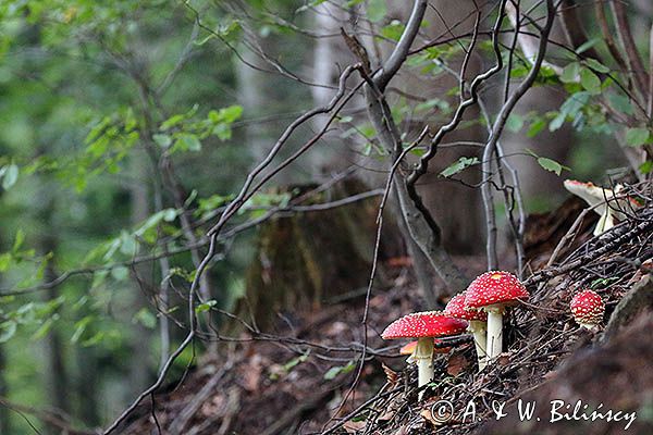 Muchomor czerwony, Amanita muscaria