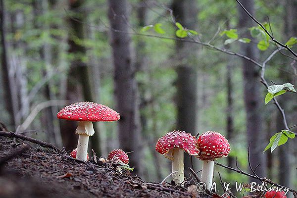 Muchomor czerwony, Amanita muscaria