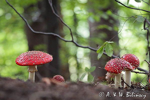 Muchomor czerwony, Amanita muscaria