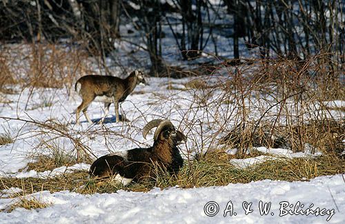 Muflony Ovis aries musimon, Ovis musimon