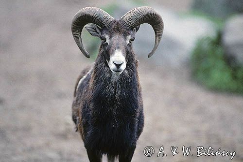 Muflon Ovis aries musimon, Ovis musimon