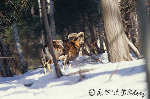Muflon Ovis aries musimon, Ovis musimon samiec