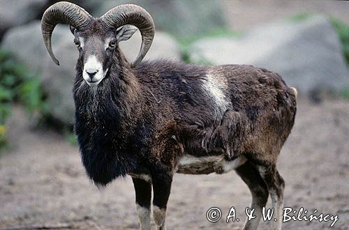 Muflon Ovis aries musimon, Ovis musimon