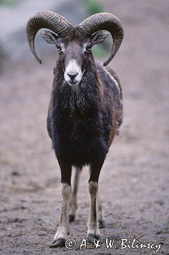 Muflon Ovis aries musimon, Ovis musimon samiec