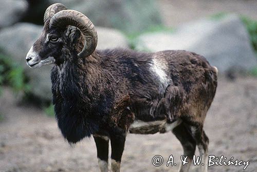 Muflon Ovis aries musimon, Ovis musimon