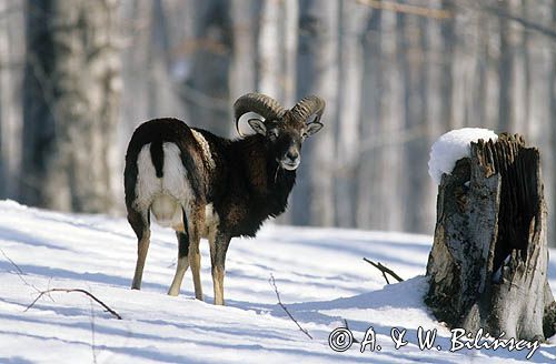 Muflon Ovis aries musimon, Ovis musimon