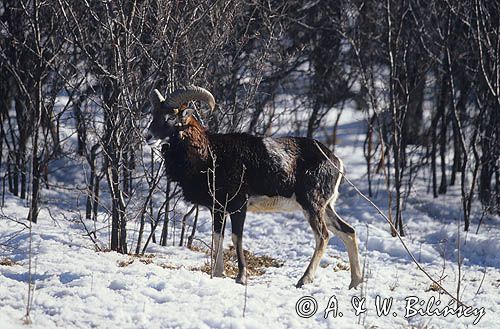 Muflon Ovis aries musimon, Ovis musimon samiec