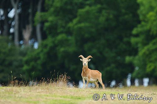 Muflon, Ovis aries musimon, samiec