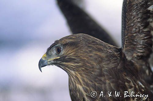 Myszołów, Buteo buteo