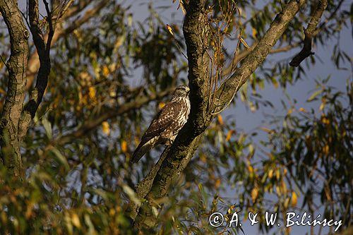 myszołów Buteo buteo
