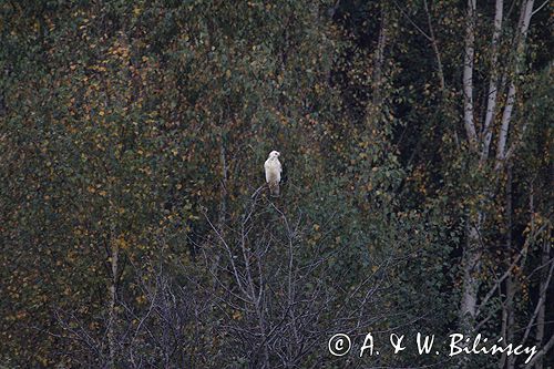 myszołów Buteo buteo