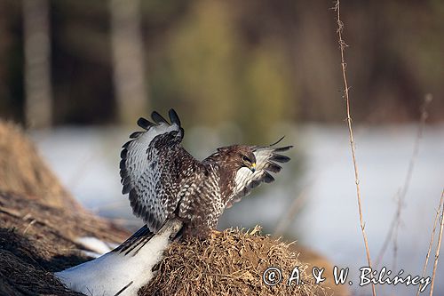 myszołów Buteo buteo