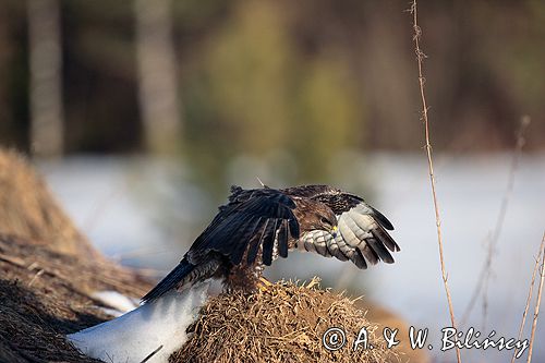 myszołów Buteo buteo