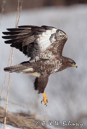 myszołów Buteo buteo