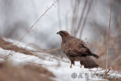 myszołów Buteo buteo
